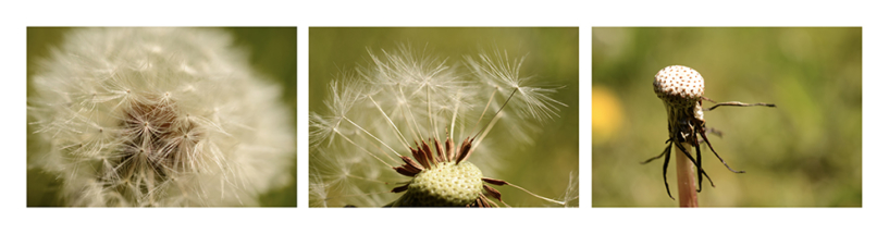 DrieluikPisbloemWeb